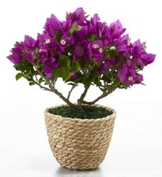 Fuchsia Bougainvillea<b><br>FREE DELIVERY from Flowers All Over.com