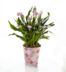 Exquisite Grace<br> Calla Lily Plant<b> from Flowers All Over.com 