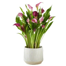 Exquisite Grace<br> Calla Lily Plant<b> from Flowers All Over.com 