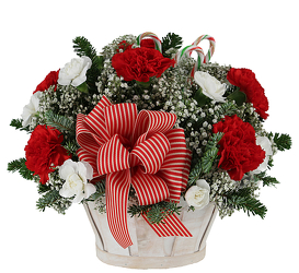 Candy Cane Christmas<br><b>FREE DELIVERY from Flowers All Over.com 