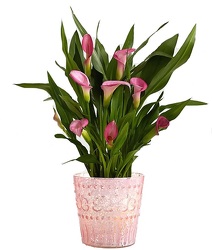 Calla Lily Plant<br><b>FREE SHIPPING! from Flowers All Over.com