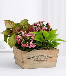 Pink Euro Garden<br><b>FREE SHIPPING! from Flowers All Over.com