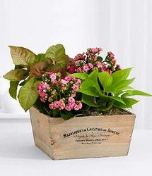 Pink Euro Garden<br><b>FREE SHIPPING! from Flowers All Over.com 