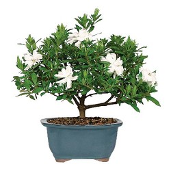 Gardenia Bonsai<B> from Flowers All Over.com 