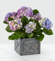 Potted Blue Hydrangea<b><BR>FREE DELIVERY from Flowers All Over.com