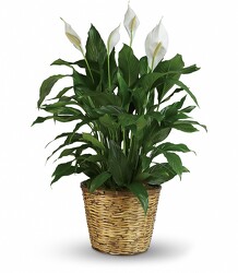 Peace Lily In Basket<br>Floor Sized <br><b>FREE DELIVERY from Flowers All Over.com 