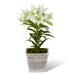 Easter Lily In Basket<br><b>FREE DELIVERY! from Flowers All Over.com 