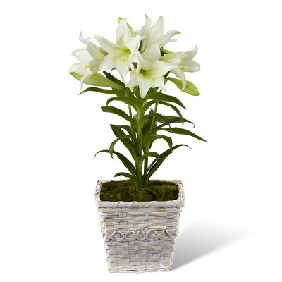 Easter Lily In Basket<br><b>FREE DELIVERY! from Flowers All Over.com 