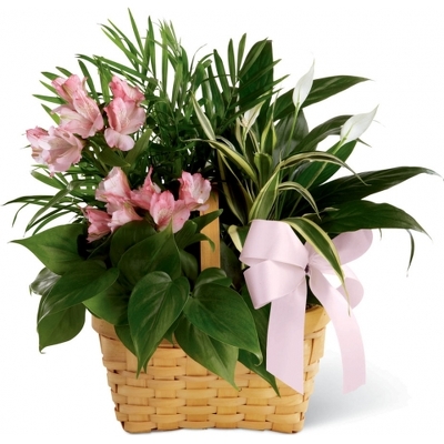 Medium Garden in Pinks<br><b>FREE DELIVERY from Flowers All Over.com 
