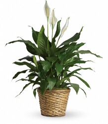 Medium Peace Lily in Basket<br><b>FREE DELIVERY from Flowers All Over.com 
