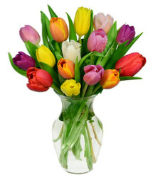 Tulip Bouquet<BR>(15 Stems)<BR><B>FREE NEXT DAY DELIVERY from Flowers All Over.com 