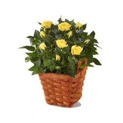 Rose Plant in Basket<B><br>Free Delivery  from Flowers All Over.com 