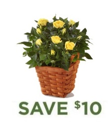 Rose Plant in Basket<B> from Flowers All Over.com