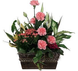 Large Pink Sympathy Garden<br><b>FREE DELIVERY from Flowers All Over.com 