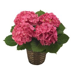 Pink Hydrangea Plant<b> from Flowers All Over.com 