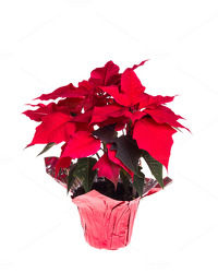 Red Holiday Poinsettia<br><b>(6