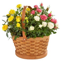 Rose Garden Basket<b> from Flowers All Over.com