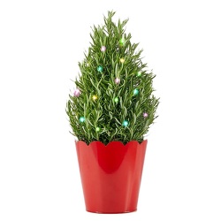 Holiday Rosemary Tree w/Lites<br><b>FREE 2 DAY SHIPPING  from Flowers All Over.com 