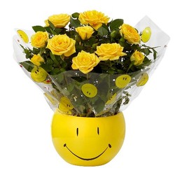 Smiley Face Rose Plant<b> from Flowers All Over.com