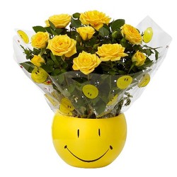 Smiley Face Rose Plant<br><b>FREE SHIPPING! from Flowers All Over.com 