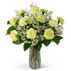 Gift o' Green<br><b>FREE DELIVERY from Flowers All Over.com 
