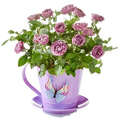Cup of Tea Mini Lavender Rose<BR><B>FREE NEXT DAY DELIVERY from Flowers All Over.com 