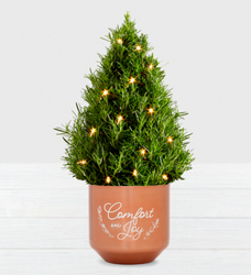 Holiday Rosemary Tree w/Lites<br><b>FREE 2 DAY SHIPPING from Flowers All Over.com