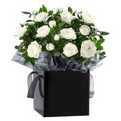 Pure As Snow<BR> Rose Plant<b> from Flowers All Over.com