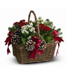 Holiday Dish Garden<br><b>FREE DELIVERY from Flowers All Over.com 