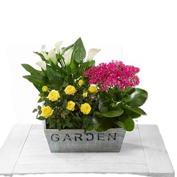 Sunny Days Euro Garden<b> from Flowers All Over.com 
