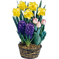 Spring Has Sprung Bulb Basket<BR><B>FREE NEXT DAY DELIVERY from Flowers All Over.com