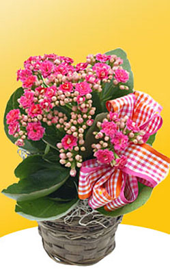 Calandiva in 4-inch Basket from Flowers All Over.com 