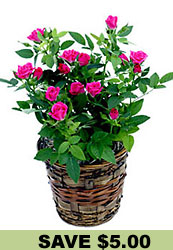 Pink Miniature Rose Plant in Basket from Flowers All Over.com 