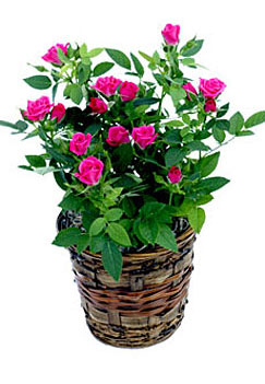 Pink Miniature Rose Plant in Basket from Flowers All Over.com 