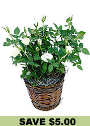 White Miniature Rose Plant in Basket from Flowers All Over.com 