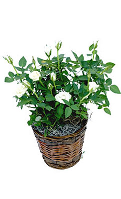 White Miniature Rose Plant in Basket from Flowers All Over.com 