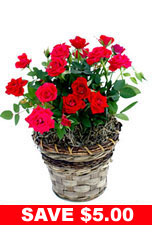 Red Miniature Rose Plant in Basket from Flowers All Over.com 