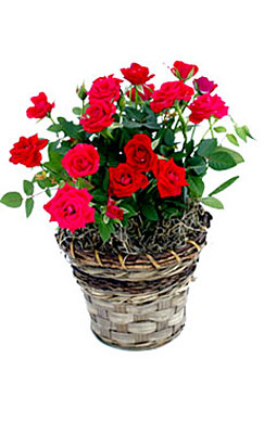 Red Miniature Rose Plant in Basket from Flowers All Over.com 