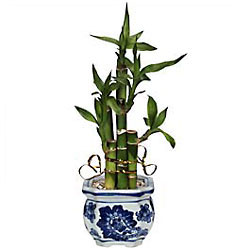 Lucky Bamboo from Flowers All Over.com 
