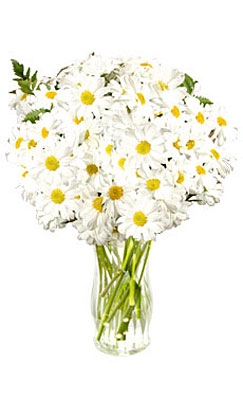 Snow White Daisies from Flowers All Over.com 