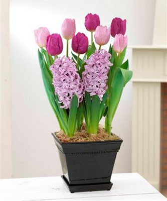 Ready to Grow Purple Assortment in Ceramic Planter from Flowers All Over.com 