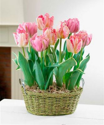 Ready to Grow Pink Tulips in Rope Basket from Flowers All Over.com 