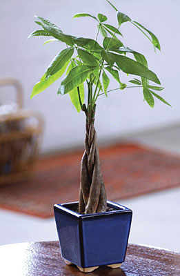 Braided Money Tree from Flowers All Over.com 