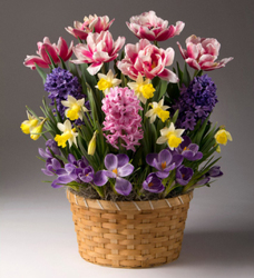 Spring Bulb Basket<BR><B>FREE NEXT DAY DELIVERY from Flowers All Over.com 