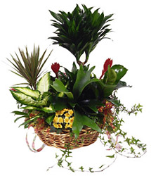 Arrangement of Plants from Flowers All Over.com 