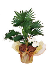 Lebanon- Plant Arrangement from Flowers All Over.com 