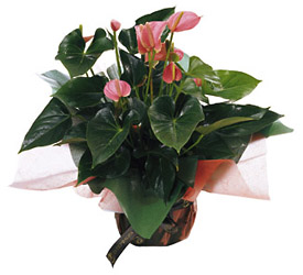 Greece- Anthurium from Flowers All Over.com 