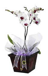 Hungary- Planted Orchid Bowl from Flowers All Over.com 