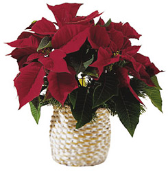 Brazil- Red Poinsettia Basket from Flowers All Over.com 