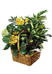 Columbia- A Bit of Sunshine Basket from Flowers All Over.com 